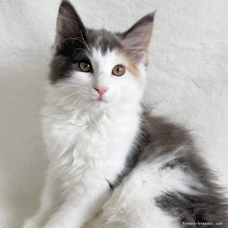 ID：2405-01223の子猫