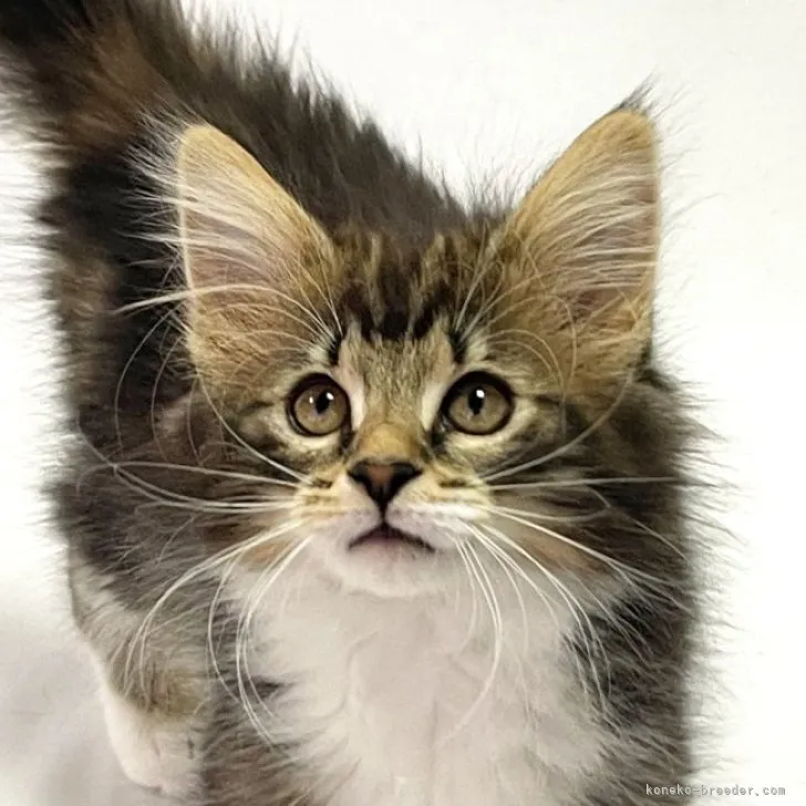 ID:2301-01609の子猫