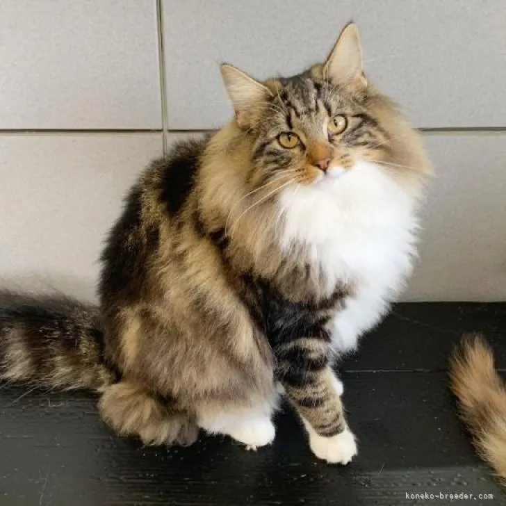 ID：2205-01184の子猫