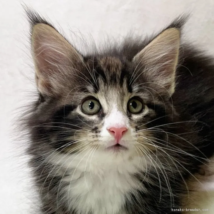 ID：2307-01245の子猫