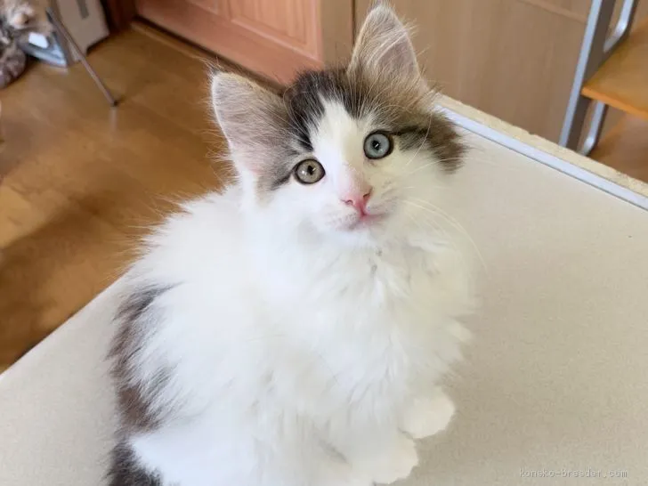 nakasansan 様のお迎えした子猫