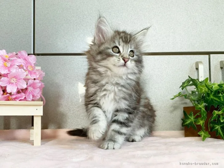 ID：2103-01046の子猫