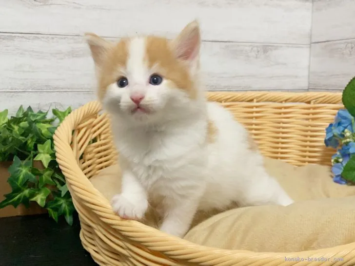 ID:2003-01056の子猫