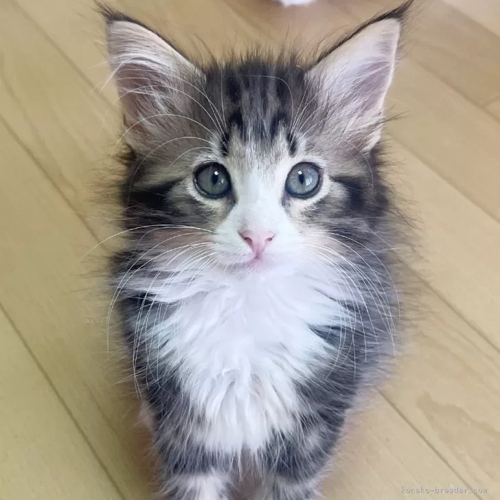 ID：2406-01597の子猫