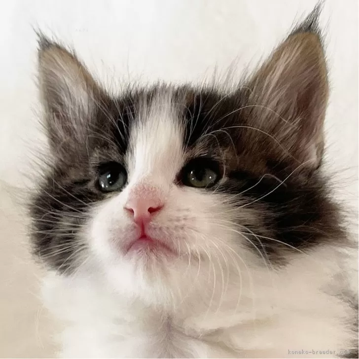 ID:2402-00875の子猫