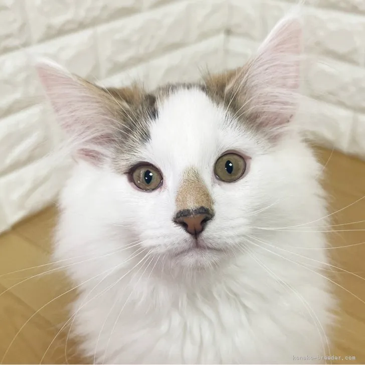 ID：2301-01602の子猫