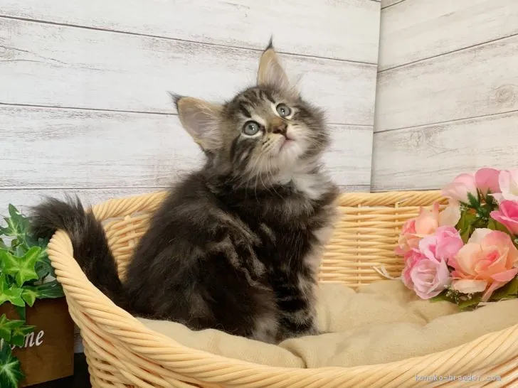 ID：2009-00372の子猫