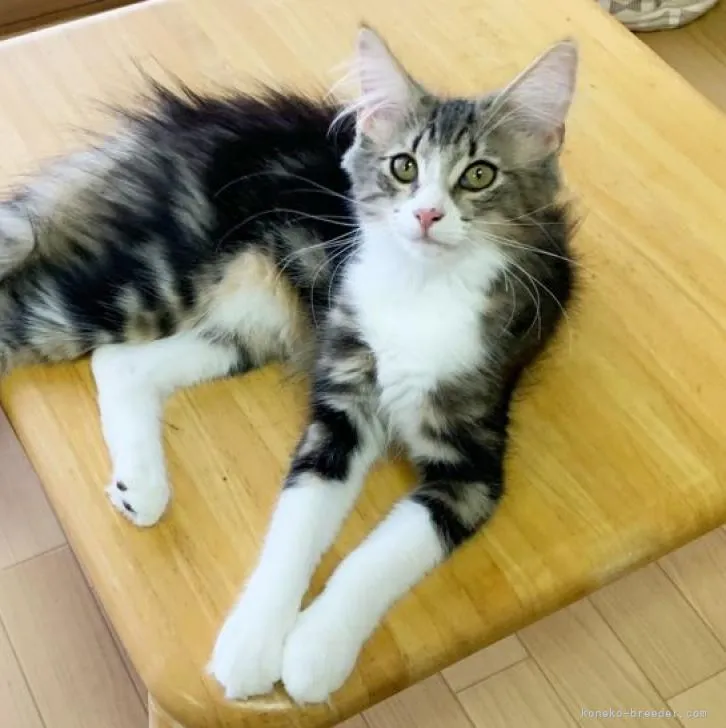 ID：2204-00737の子猫