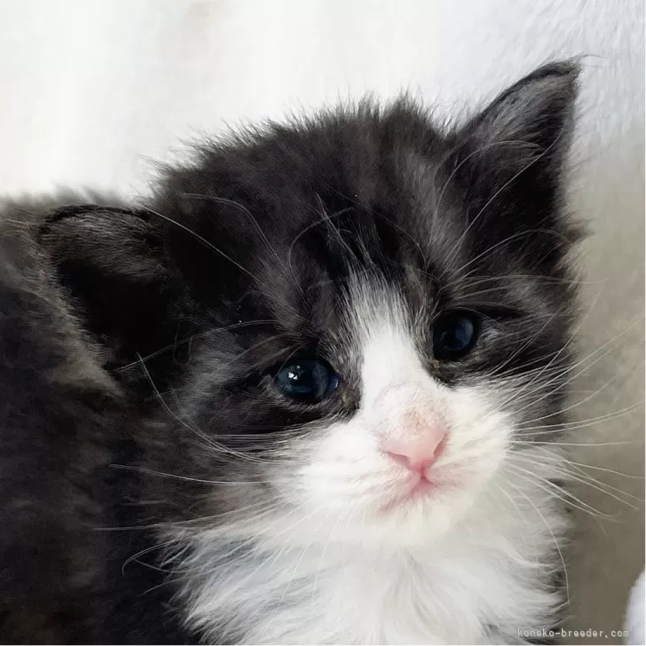 ID:2404-01066の子猫