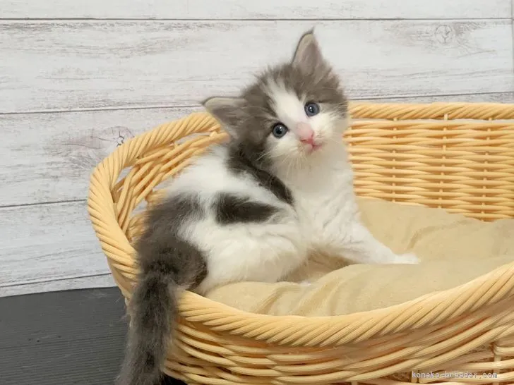 ID：2006-00361の子猫