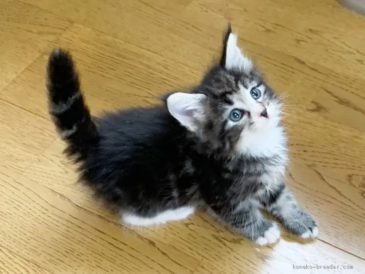 ID：2007-01609の子猫