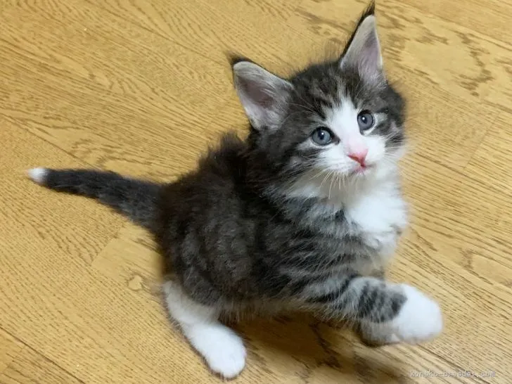 ID：2007-01612の子猫