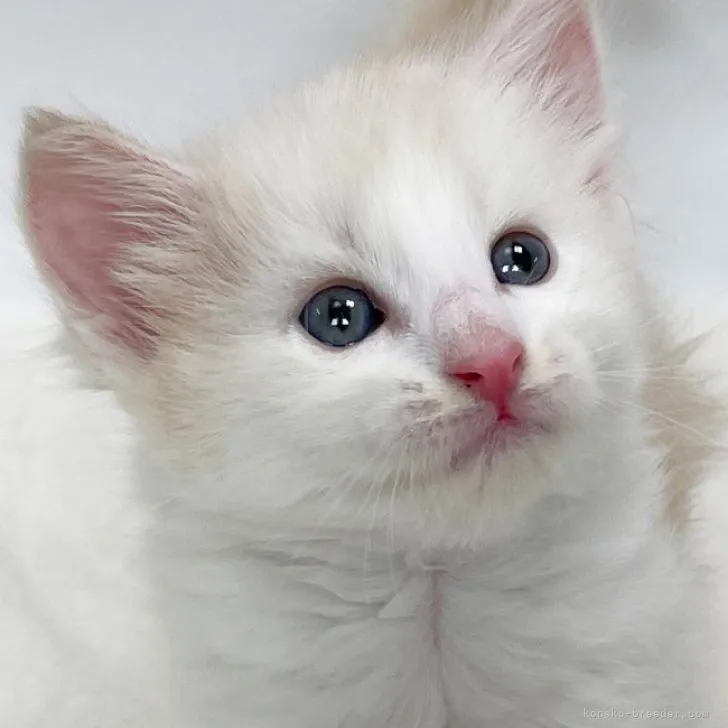ID:2308-01763の子猫