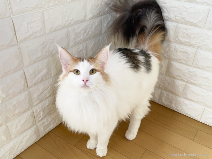 ノルウェージャンフォレストキャット【・女の子・2022年6月22日・ブラックシルバークラシックトービー&amp;ホワイト】