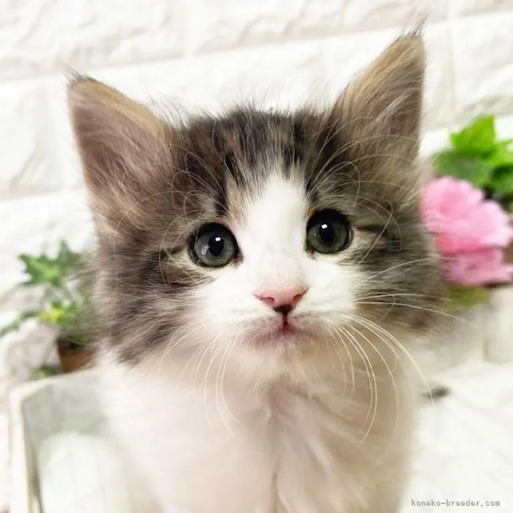ID:2301-01607の子猫