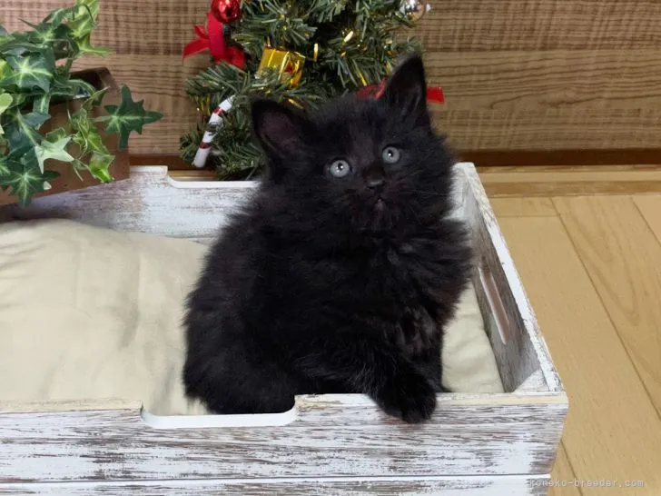 ID：2111-01699の子猫