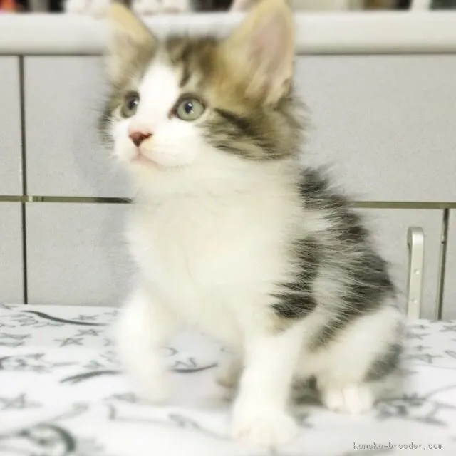 ID：1705-00432の子猫