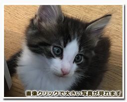ノルウェージャンフォレストキャット【東京都・男の子・2016年4月7日・ブラウンクラシックタビー&ホワイト】の写真「おっとりした性格の男の子です。」