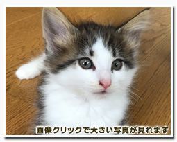 ノルウェージャンフォレストキャット【東京都・女の子・2016年4月7日・ブラウンクラシックタビー&ホワイト】の写真「とても甘えん坊な女の子です。」