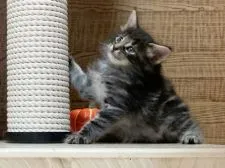 ノルウェージャンフォレストキャット【東京都・男の子・2021年9月12日・ブラッククラシックタビー】の写真1「10/16撮影」