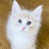 ノルウェージャンフォレストキャット【東京都・男の子・2023年7月16日・クリームクラシックタビー&ホワイト】の写真1