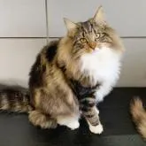 ノルウェージャンフォレストキャット【東京都・女の子・2022年4月8日・ブラッククラシックタビー&ホワイト】の写真1「12/11撮影」