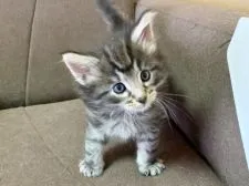 ノルウェージャンフォレストキャット【東京都・男の子・2022年3月9日・ブラッククラシックタビ】の写真1「4/16撮影」