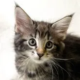 ノルウェージャンフォレストキャット【東京都・女の子・2023年6月11日・ブラッククラシックタビー】の写真1