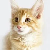 ノルウェージャンフォレストキャット【東京都・男の子・2023年4月23日・レッドマッカレルタビー】の写真1