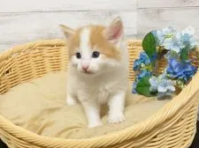 ノルウェージャンフォレストキャット【東京都・男の子・2020年2月19日・レッドクラシックタビー&ホワイト】の写真2