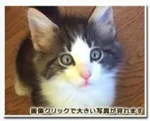 ノルウェージャンフォレストキャット【東京都・男の子・2016年4月7日・ブラウンクラシックタビー&ホワイト】の写真3「56日目」