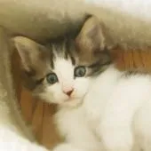 ノルウェージャンフォレストキャット【東京都・女の子・2017年4月4日・ブラウンクラシックタビー&ホワイト】の写真3