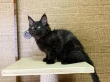 ノルウェージャンフォレストキャット【東京都・男の子・2021年10月24日・ブラック】の写真3「1/29撮影」