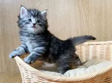 ノルウェージャンフォレストキャット【東京都・女の子・2022年4月8日・ブラックシルバークラシックタビー】の写真3「5/12撮影」