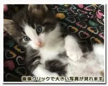 ノルウェージャンフォレストキャット【東京都・男の子・2016年4月7日・ブラウンクラシックタビー&ホワイト】の写真4「42日目」