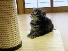 ノルウェージャンフォレストキャット【東京都・男の子・2022年3月9日・ブラッククラシックタビ】の写真5「4/9撮影」