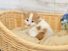 ノルウェージャンフォレストキャット【東京都・男の子・2020年2月19日・レッドクラシックタビー&ホワイト】の写真5