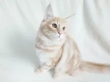 ノルウェージャンフォレストキャット【東京都・男の子・2025年5月31日・クリーム(シルバー)クラシックタビー】の写真6