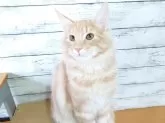 ノルウェージャンフォレストキャット【東京都・男の子・2025年5月31日・クリーム(シルバー)クラシックタビー】の写真2