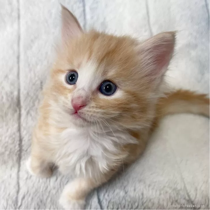 ID：2503-01495の子猫