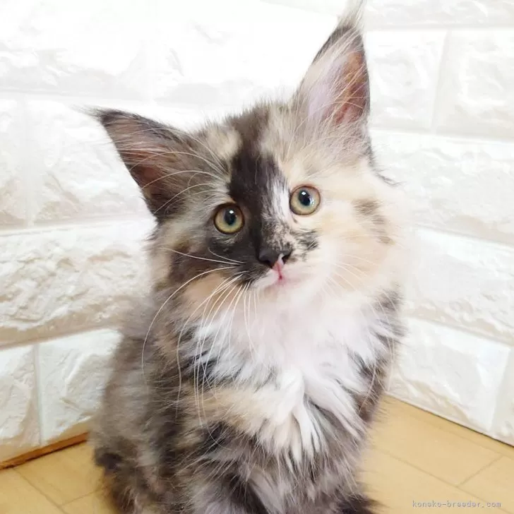 ノルウェージャンフォレストキャット【東京都・女の子・2026年1月1日・ブラックスモークトーティー&amp;ホワイト】の写真1