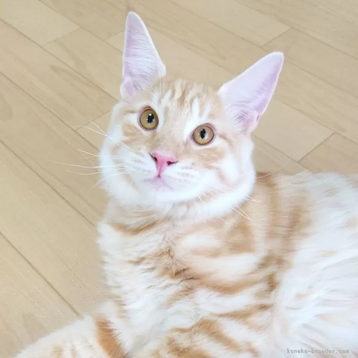 ID：2503-02869の子猫