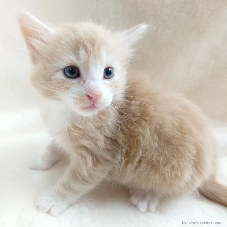 ノルウェージャンフォレストキャット【東京都・男の子・2025年10月8日・クリーム(シルバー)クラシック&amp;ホワイト】の写真1