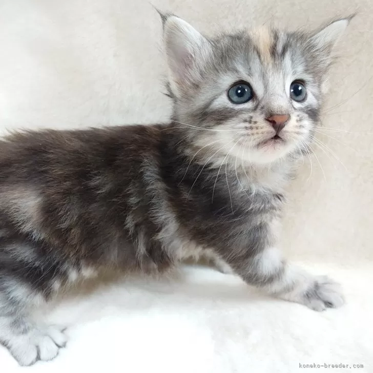ノルウェージャンフォレストキャット【東京都・女の子・2025年10月8日・ブルー(シルバー)トーティ&amp;ホワイト】の写真1