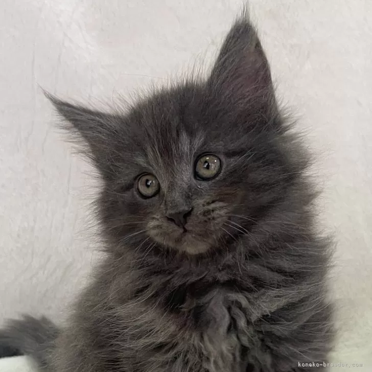ID:2503-02872の子猫