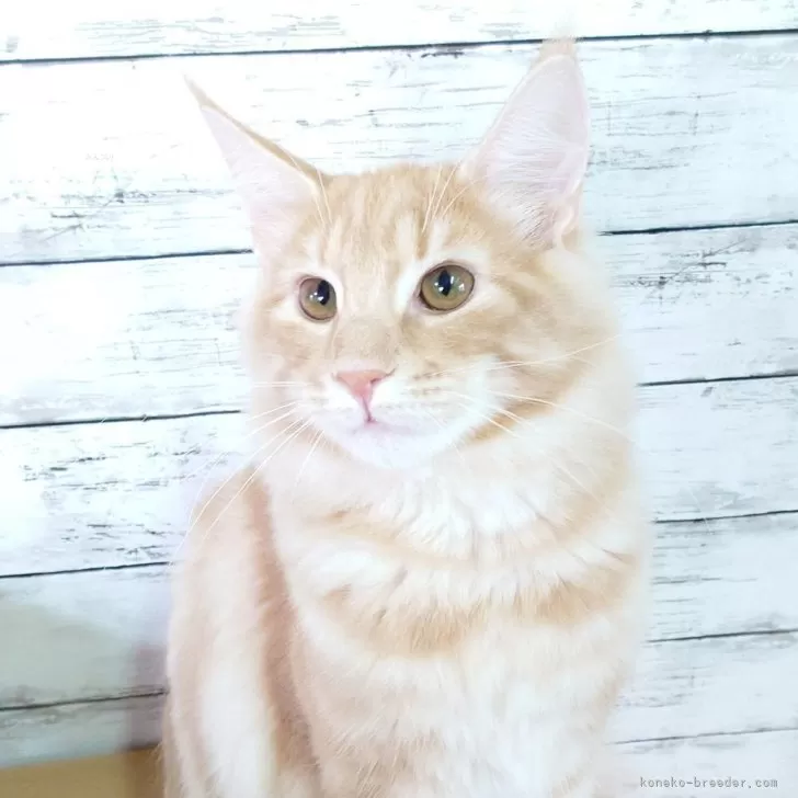 ノルウェージャンフォレストキャット【東京都・男の子・2025年5月31日・クリーム(シルバー)クラシックタビー】の写真1