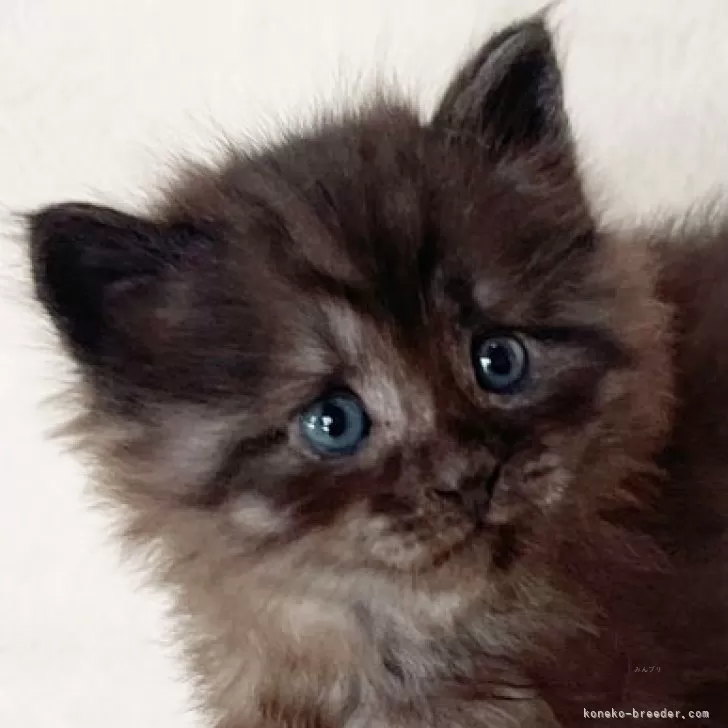 ID:2501-02227の子猫
