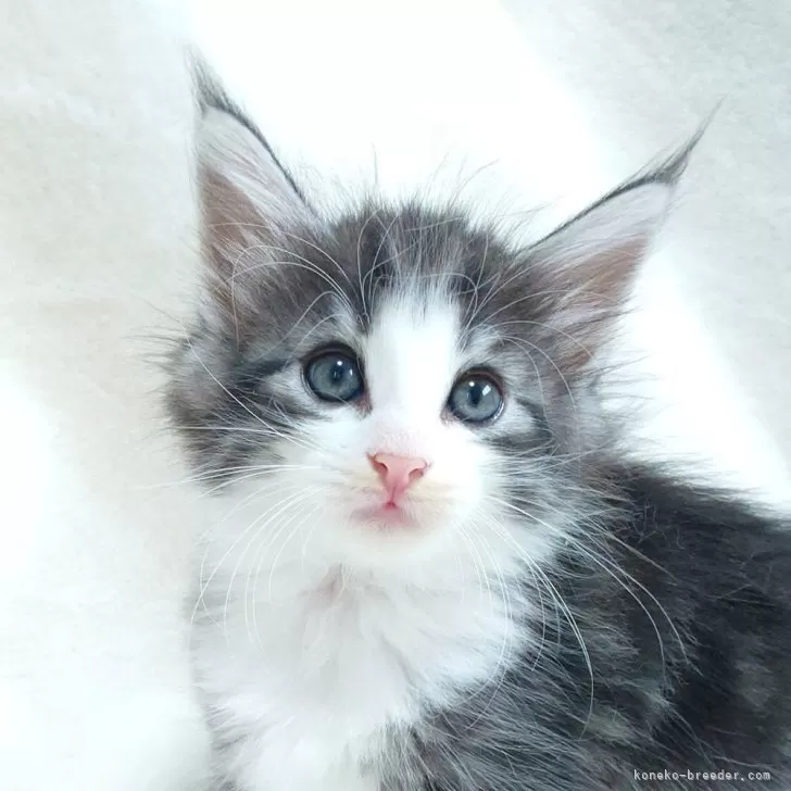 ID:2506-03505の子猫