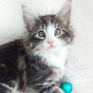ノルウェージャンフォレストキャット【東京都・男の子・2025年10月8日・ブラック(シルバー)クラシックタビー&ホワイト】の写真「とても甘えん坊さんで顔立ちが魅力な男の子🎶」