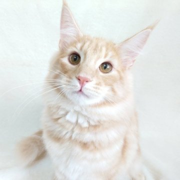 ノルウェージャンフォレストキャット【東京都・男の子・2025年5月31日・クリーム(シルバー)クラシックタビー】の写真「性格抜群！とっても可愛い男の子✨」